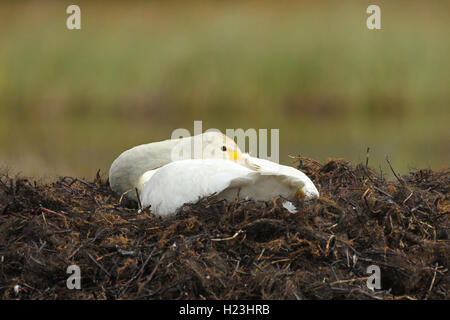 Whooper swan (Cygnus cygnus) nel nido, Lapponia, Norvegia Foto Stock