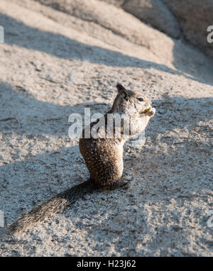 La massa della California scoiattolo (Spermophilus beecheyi) alimentazione, Yosemite National Park, California, Stati Uniti d'America Foto Stock