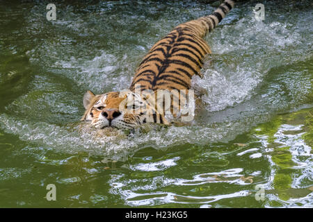 Tigre di Amur (Panthera tigris altaica), nuotare in un waterhole, captive, Lipsia, Sassonia, Germania Foto Stock