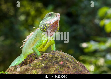 Acqua cinese dragon (Physignathus cocincinus) su una roccia, captive, Lipsia, Sassonia, Germania Foto Stock