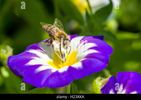 Miele Carniolan bee (Apis mellifera Carnica) è la raccolta di nettare in corrispondenza di una nana di mattina-gloria (Convolvulus tricolore) blossom Foto Stock