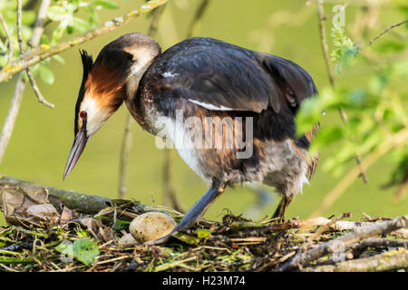 Svasso maggiore (Podiceps cristatus) nel nido, Nettetal, Nord Reno-Westfalia, Germania Foto Stock