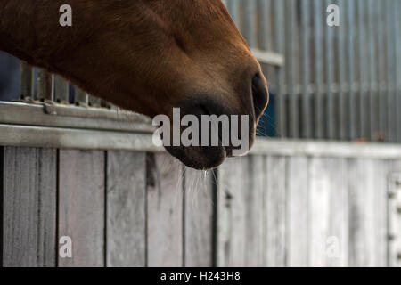 Cavallo maschio in stabile Foto Stock