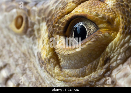 Maschio Drago barbuto Foto Stock