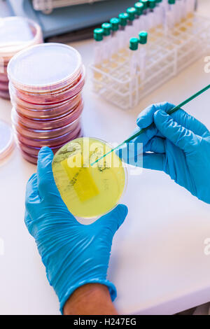 Pseudomonas aeruginosa batteri (verde) sulla crescente sensibilità clear gel di agar in una capsula di Petri. Foto Stock