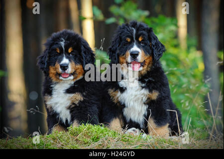 Due Bovaro del Bernese cuccioli in foresta Foto Stock