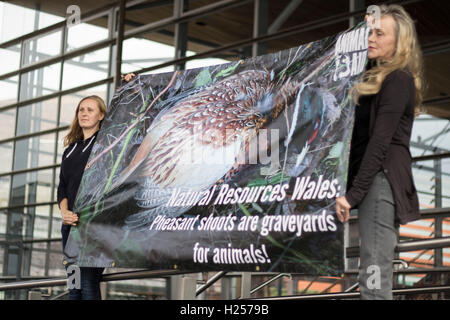 Gli attivisti di diritti degli animali gruppo aiuti per gli animali in attesa di una protesta al di fuori del senedd (National Assembly for Wales), Cardiff, contro agenzia del governo delle risorse naturali del Galles leasing di terreni pubblici per le riprese di fagiani e di altri uccelli. aiuti per gli animali dire che oltre a migliaia di fagiani di essere ucciso, altri animali selvatici è mirato e danni causati all'ambiente. Foto Stock