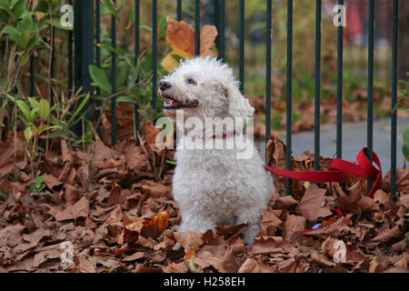 A nord di Londra, Regno Unito. 24Sep, 2016. Buddy su foglie secche in un caldo pomeriggio in un North London park. Credito: Dinendra Haria/Alamy Live News Foto Stock