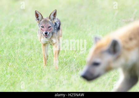 Black backed jackal (Canis mesomelas) permanente sulla savana, guardando spotted hyena (Crocuta crocuta), il Masai Mara, Kenya Foto Stock