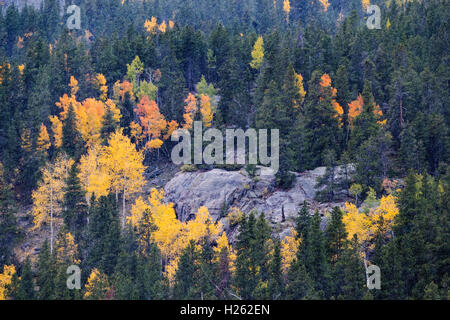 Caduta delle Foglie nella tempesta di neve nei pressi di Monarch Pass; Central Colorado; USA Foto Stock