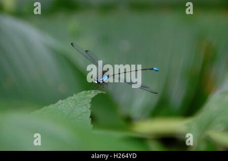 Libellula blu si siede sulla lamina Foto Stock