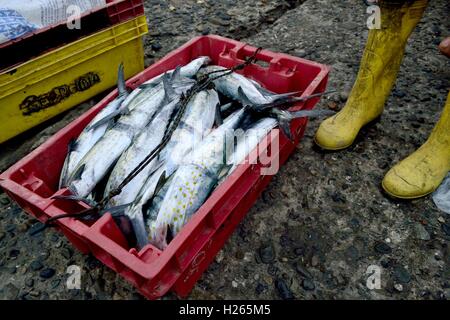 Sierra pesce - Porto di Puerto Pizarro. Dipartimento di Tumbes .PERÙ Foto Stock