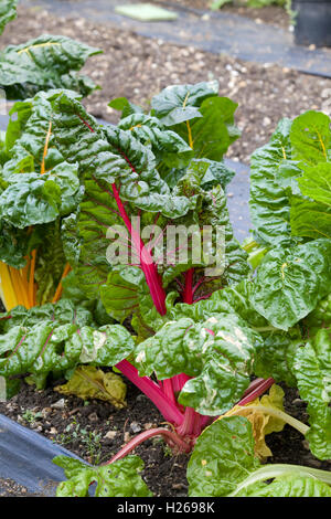 Riparto tradizionali verdure plot crescente rainbow chard Foto Stock