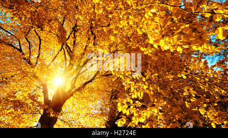 Sole autunnale splendidamente brilla attraverso il giallo delle foglie di un albero di faggio Foto Stock