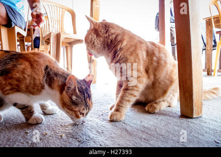 Stray street che assorbe i gatti per sfridi presso un ristorante nella parte settentrionale di Cipro Foto Stock