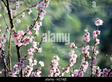 Fiori di Ciliegio in morbida luce del pomeriggio. Vendemmia verde sfondo testurizzata con copia spazio per il testo. Foto Stock