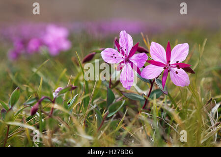 Dwarf fireweed, fiore nazionale della Groenlandia, Isola di Ammassalik, est della Groenlandia Foto Stock