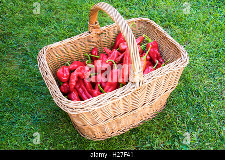 Produzione biologica di peperone rosso in un cestello fatto di ramoscelli su un'erba. Foto Stock