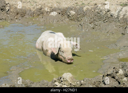 Gloucester Old Spot giovane Suino Suino nel fango Foto Stock