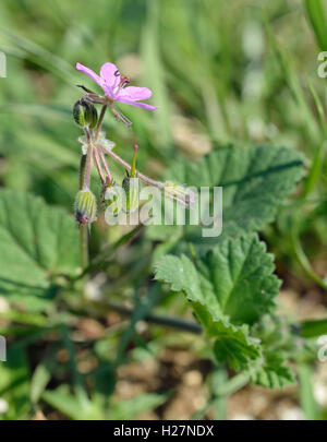 Morbido o malva-lasciava di cicogna-bill - Erodium malacoides Foto Stock