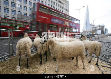 Un London bus passa pecore dopo un photocall con British ex pilota da corsa Nigel Mansell con il nipote Jai Mansell, che uniti cittadino onorario della città di Londra guidando pecore oltre il Ponte di Londra nel centro di Londra. Foto Stock