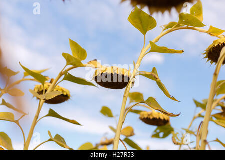 Raccolta di girasole, girasoli maturi nel campo Foto Stock