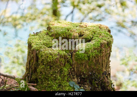 Tronco con muschio verde nella parte anteriore di un lago azzurro Foto Stock
