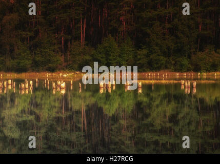 Laghetto del Parco Nazionale di Bory Tucholskie, Polonia. Con acqua spuntavano monconi di abbattuti gli alberi di pino e riflessa nella opposta wa Foto Stock