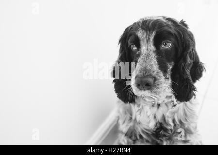 Bianco e nero cocker spaniel Foto Stock