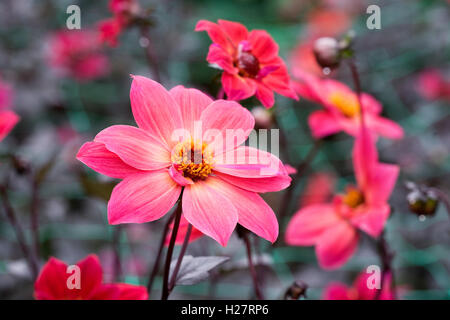 Dahlia 'Twynings Revel' Fiori. Foto Stock