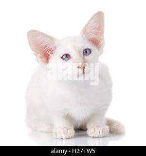 Blue eye siamese Gattino, isolato su bianco Foto Stock