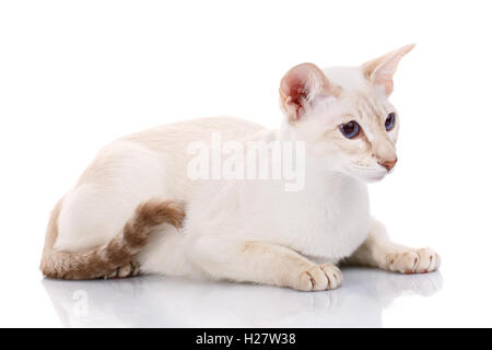 Gatto siamese gatto in posa su uno sfondo bianco Foto Stock