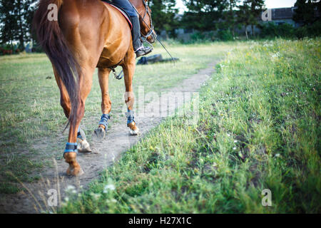 Cavallo con cavaliere è sul campo Percorso, spazio per il testo Foto Stock