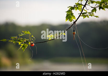 La lenza rimanga impigliato in un ramo di albero. Foto Stock