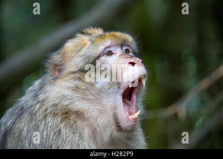 Barbary Macaque alla Montagne des Lo Strinare conservation park, Alsazia, Francia Foto Stock