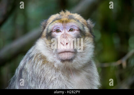 Barbary Macaque alla Montagne des Lo Strinare conservation park, Alsazia, Francia Foto Stock