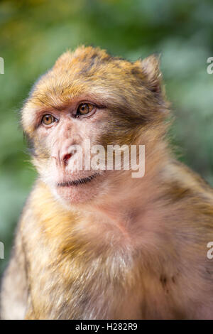 Barbary Macaque alla Montagne des Lo Strinare conservation park, Alsazia, Francia Foto Stock