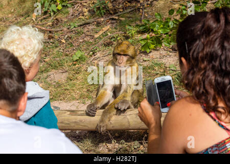 Barbary Macaque alla Montagne des Lo Strinare conservation park, Alsazia, Francia Foto Stock