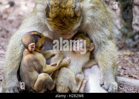 Barbary Macaque alla Montagne des Lo Strinare conservation park, Alsazia, Francia Foto Stock