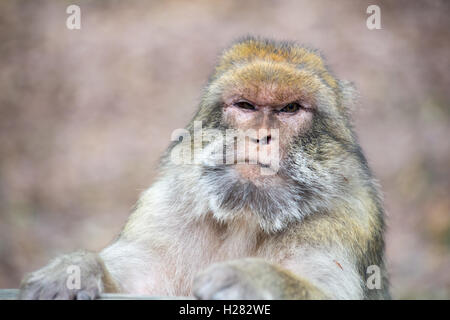 Barbary Macaque alla Montagne des Lo Strinare conservation park, Alsazia, Francia Foto Stock