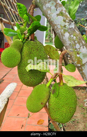 Abbondanza di jackfruit sull'albero in un giardino agriturismo Foto Stock