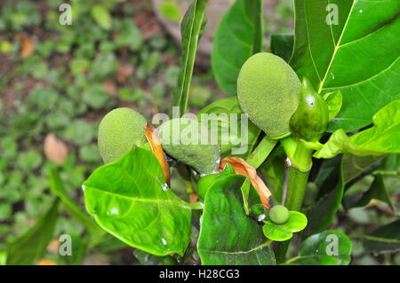 Abbondanza di jackfruit sull'albero in un giardino agriturismo Foto Stock