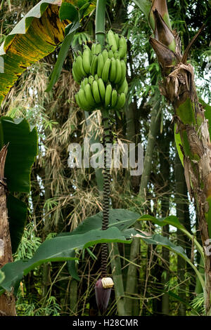 Banane. Foto Stock