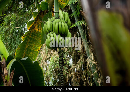 Banane. Foto Stock