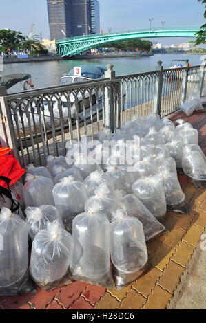 La città di Ho Chi Minh, Vietnam - Aprile 24, 2015: pesci sono conservati in sacchetti di plastica preparando per essere rilasciato nel fiume Saigon in Foto Stock