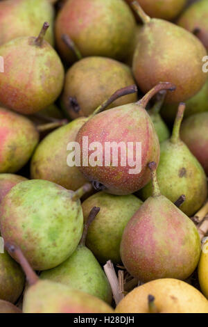 Pera Gieser Wildeman. Pere culinario. Foto Stock