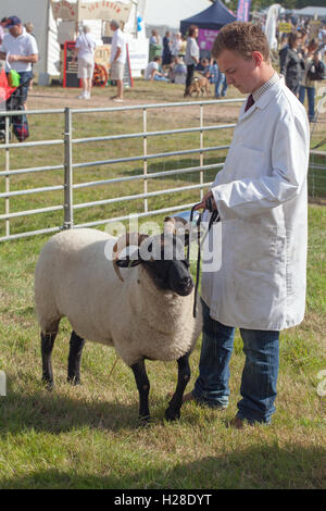 Norfolk Horn Sheep. Pecora. Vincitore del trofeo. Aylsham spettacolo agricolo. Norfolk. East Anglia. A ferragosto. Foto Stock