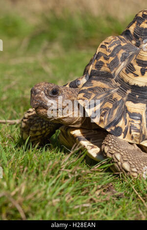 Leopard tartaruga. Stigmochelys (Geochelone pardalis ). Ritratto. Testa e scalato arti anteriori. Foto Stock