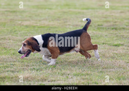 Basset Hound (Canis lupus familiaris). Pack animali allevati per cacciare lepri marrone (Lepus europaeus) nel campo. Foto Stock