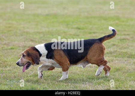 Basset Hound (Canis lupus familiaris). Pack animali allevati per cacciare lepri marrone (Lepus europaeus) nel campo. Foto Stock